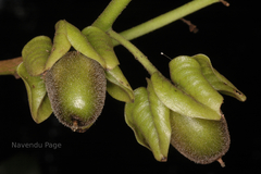 Diospyros paniculata